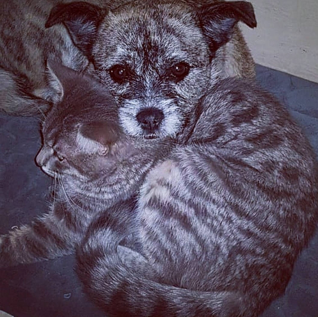 Néo participe au concours pour gagner de l'argent avec cette photo : canidae, carnivore, chihuahua, companion_dog, dog, dog_breed, drawing, fawn, mammal, puppy, snout, sporting_group, toy_dog