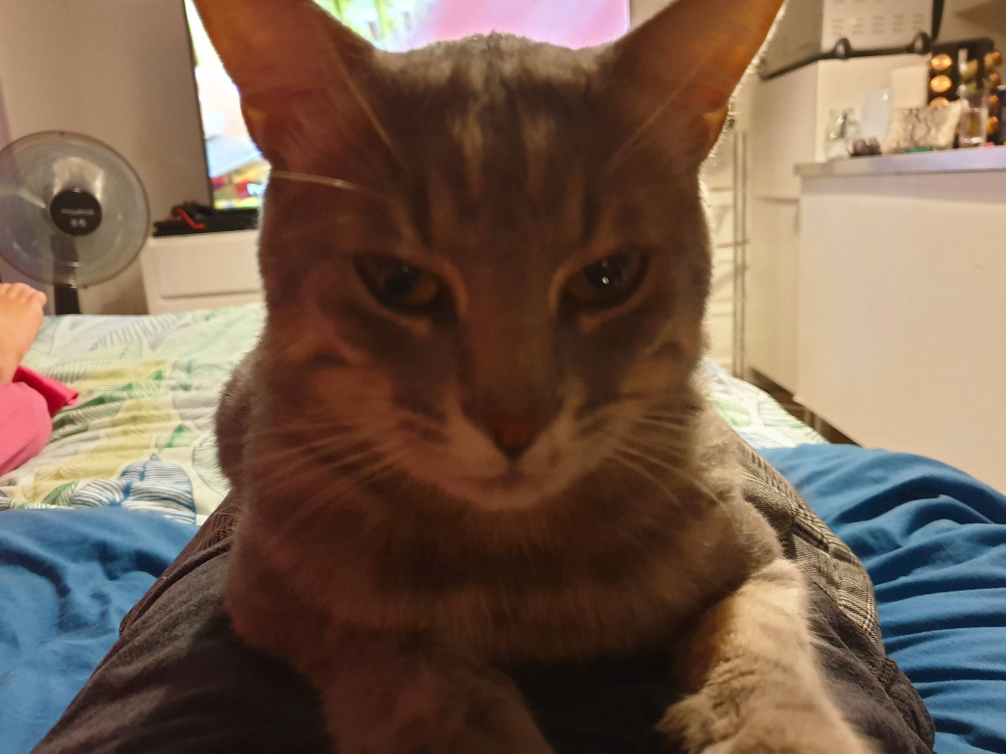 Néo a rejoint le concours — aidez-le/la à gagner de superbes lots ! asian, australian_mist, california_spangled, carnivore, cat, chausie, domestic_short_haired_cat, dragon_li, european_shorthair, eye, felidae, german_rex, mammal, oriental_longhair, oriental_shorthair, small_to_medium_sized_cats, snout, tabby_cat, vertebrate, whiskers