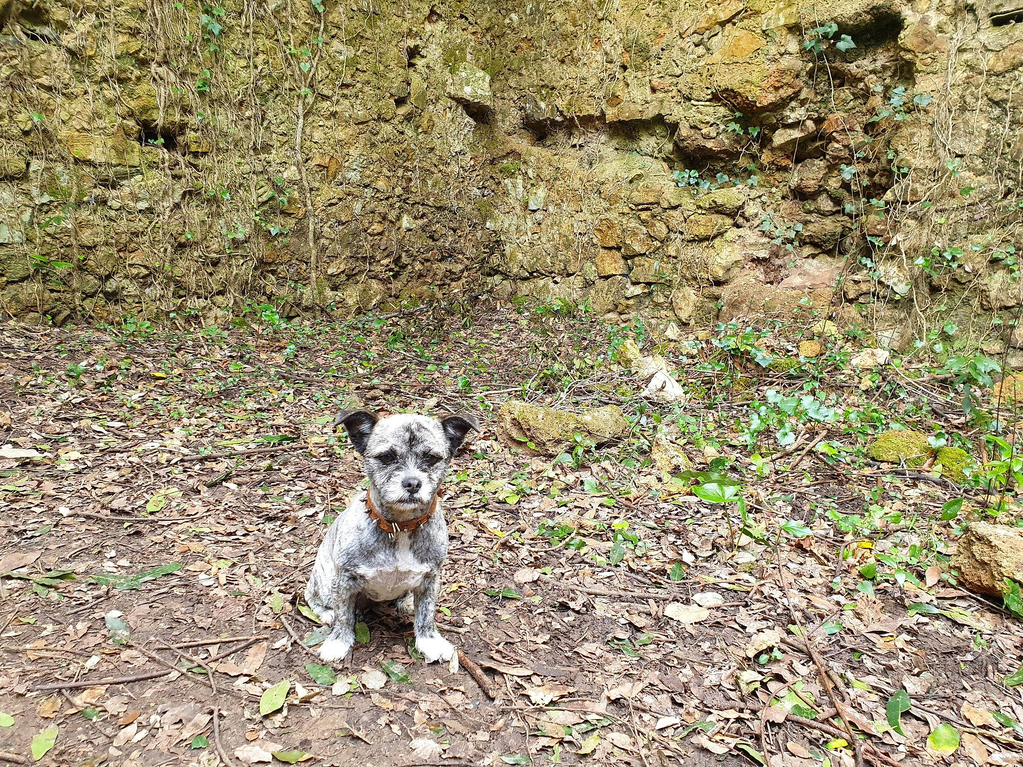 Pandora a rejoint le concours — aidez-le/la à gagner de superbes lots ! canidae, carnivore, dog, dog_breed, fawn, mammal, soil, sporting_group, terrier, working_terrier