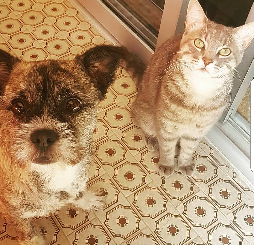 Pandora a rejoint le concours — aidez-le/la à gagner de superbes lots ! cairn_terrier, canidae, carnivore, cat, dog, dog_breed, ear, european_shorthair, eye, fawn, felidae, fur, kitten, mammal, morkie, puppy, small_to_medium_sized_cats, snout, terrier, whiskers