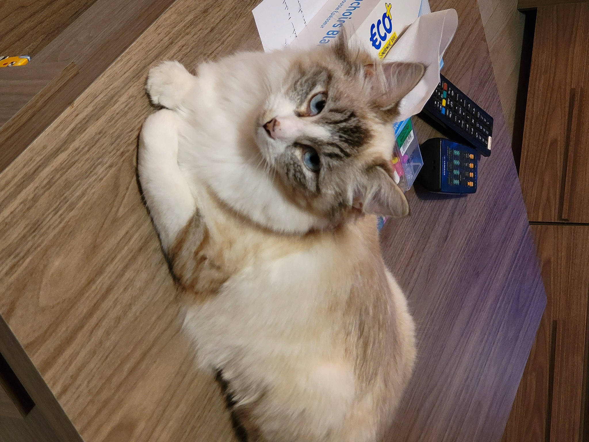 Poupette a rejoint le concours — aidez-le/la à gagner de superbes lots ! carnivore, cat, companion_dog, domestic_short_haired_cat, fawn, felidae, floor, flooring, fur, hardwood, laminate_flooring, paw, plank, small_to_medium_sized_cats, tail, varnish, whiskers, wood, wood_flooring, wood_stain