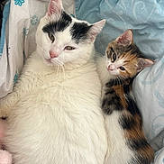 Coco participe au concours pour gagner de l'argent avec cette photo : cats, kitten, calico_cat, white_cat, black_and_white, feline, two_cats, snuggling, cuddling, bed, bedding, blanket, indoors, pet, animal, fur, whiskers, ears, portrait, cozy