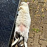 Coco a rejoint le concours — aidez-le/la à gagner de superbes lots ! cat, white_cat, fluffy, furry, lying_down, belly_up, sleeping, relaxed, outdoor, sunlight, solar_panel, paving_stones, grass, garden, animal, pet, tail, paws, pink_nose, sunbathing