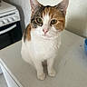 Mimi participe au concours pour gagner de l'argent avec cette photo : cat, calico_cat, pet, animal, portrait, close_up, sitting, standing, indoors, kitchen, countertop, white_fur, orange_fur, black_fur, green_eyes, whiskers, pointed_ears, pink_nose, cute, alert