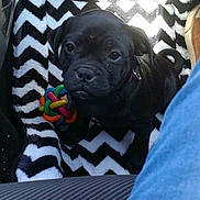 Oscar participe au concours pour gagner de l'argent avec cette photo : carnivoran, dog, dog_breed, dog_breed_group, dog_like_mammal, fawn, mammal, pug, puppy, snout, vertebrate