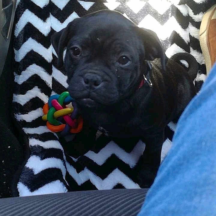 Oscar