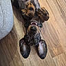 dog, puppy, upside_down, playful, floor, wooden_floor, ears, smiling, pet, animal, cute, indoor, collar, brown, black, fur, happy, lying_down, paw, canine