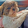 brown_and_white, car, car_interior, close_up, companion, dog, fluffy, french_text, outdoor, passenger, pet, portrait, road, shih_tzu, sitting, small_dog, text_overlay, tongue_out, travel, vehicle