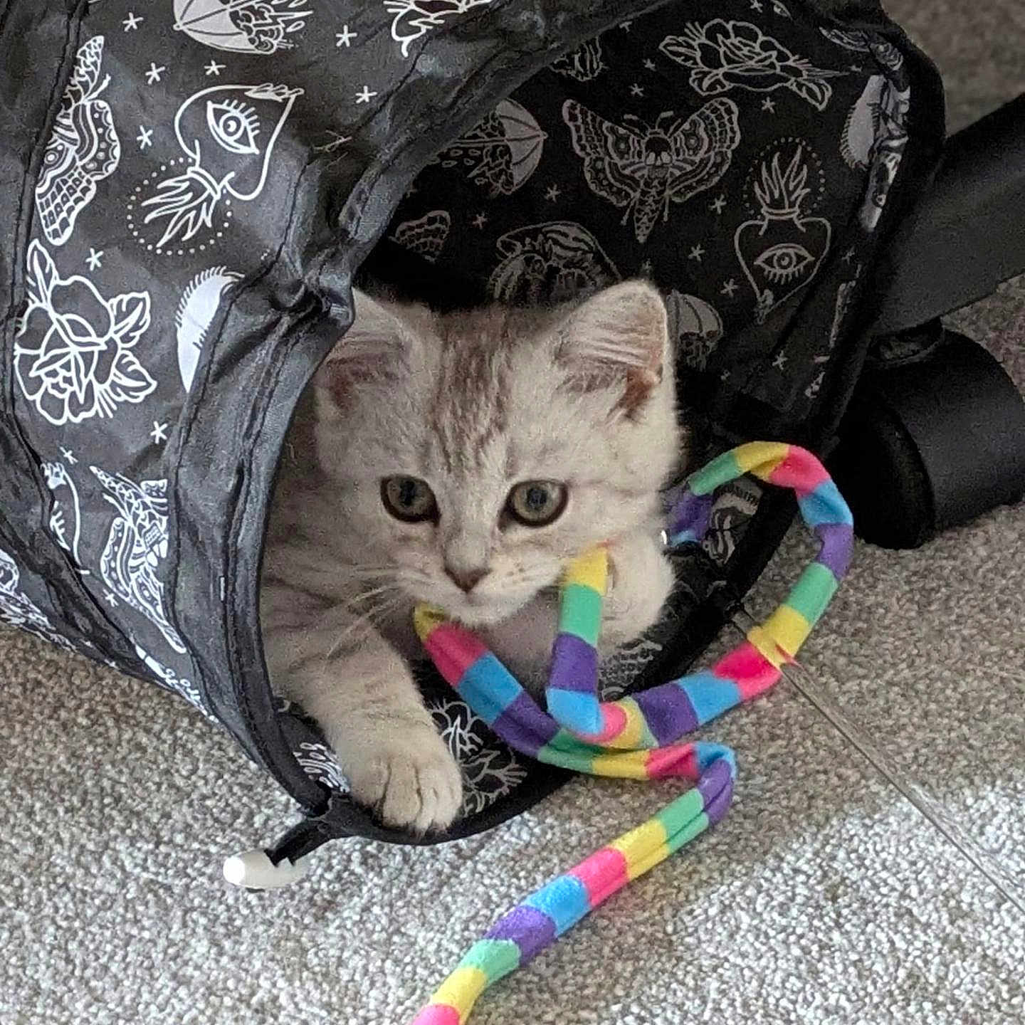 Seraphina is registered to the contest to win money with this photo: animal, black, carpet, cat, colorful, curious, cute, feline, indoor, kitten, pattern, paws, pet, playful, small, string, striped, toy, tunnel, young