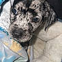 Buddy is registered to the contest to win money with this photo: animal, bed, blanket, close_up, comfort, cozy, cute, dog, ears, face, fur, indoor, pet, puppy, sleeping_area, snuggle, soft, speckled, warm, young