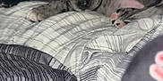 Buddy is registered to the contest to win money with this photo: animal, bed, black_and_white, blanket, cozy, cute, dog, domestic, fur, indoor, lying_down, patterned, paw, pet, puppy, resting, sleepy, soft, striped, young