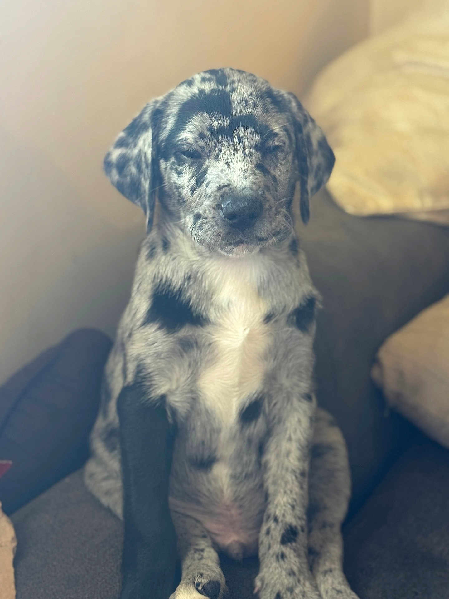Buddy