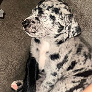 Buddy is registered to the contest to win money with this photo: animal, black_and_white, close_up, couch, cozy, cute, dog, domestic_animal, fur, indoor, napping, paw, pet, puppy, relaxed, resting, sleeping, soft, spotted, young