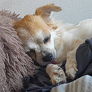Rodez a rejoint le concours — aidez-le/la à gagner de superbes lots ! dog, puppy, sleeping, resting, fluffy, long_hair, golden_white, curled_up, cozy, plush_toy, soft_blanket, indoor, close_up, pet, animal, relaxed, floppy_ears, paws, snout, nap