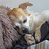 dog, puppy, sleeping, resting, fluffy, long_hair, golden_white, curled_up, cozy, plush_toy, soft_blanket, indoor, close_up, pet, animal, relaxed, floppy_ears, paws, snout, nap