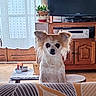 Rodez a rejoint le concours — aidez-le/la à gagner de superbes lots ! dog, small_dog, fluffy, long_haired, white_dog, brown_dog, pointed_ears, large_ears, sitting, portrait, indoors, living_room, television, stereo, wooden_cabinet, houseplant, curtain, sofa, patterned_fabric, pet_photography