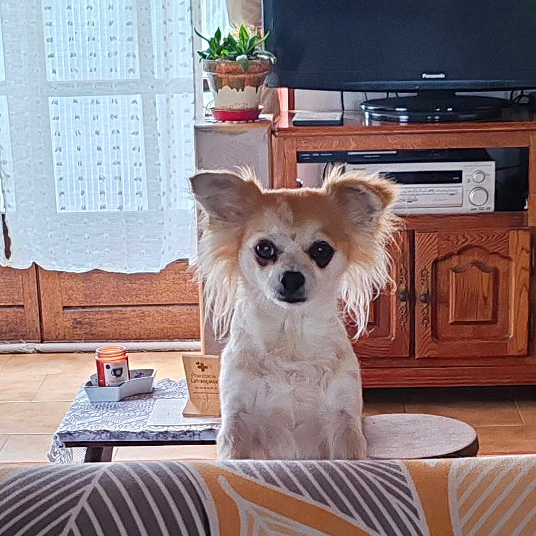 Rodez a rejoint le concours — aidez-le/la à gagner de superbes lots ! dog, small_dog, fluffy, long_haired, white_dog, brown_dog, pointed_ears, large_ears, sitting, portrait, indoors, living_room, television, stereo, wooden_cabinet, houseplant, curtain, sofa, patterned_fabric, pet_photography