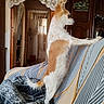 Rodez participe au concours pour gagner de l'argent avec cette photo : dog, small_dog, standing, upright, fluffy, white_fur, brown_patches, long_tail, pointed_ears, profile, sofa, couch, blanket, patterned_fabric, living_room, indoors, home, lace_curtains, houseplants, funny_pose