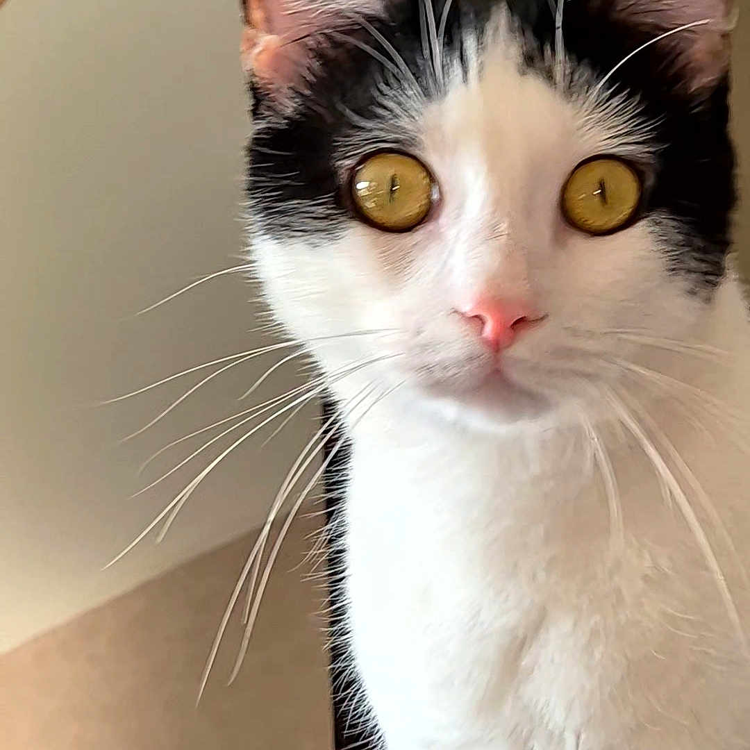 Oreo