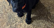 Harley Mae is registered to the contest to win money with this photo: adorable, animal, black_dog, canine, collar, companion, curious, cute, dog, domestic_animal, floor, fur, indoor, looking_up, pet, puppy, sitting, small_dog, tile_floor, young_dog