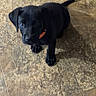 adorable, animal, black_dog, canine, collar, companion, curious, cute, dog, domestic_animal, floor, fur, indoor, looking_up, pet, puppy, sitting, small_dog, tile_floor, young_dog