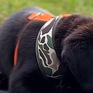Harley Mae joined the competition — help win amazing prizes! animal, black_dog, canine, close_up, collar, curious, cute, daylight, dog, fur, grass, gravel, harness, lying_down, nature, outdoor, pet, portrait, puppy, young_dog