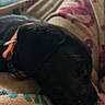 Harley Mae is registered to the contest to win money with this photo: animal, black_dog, blanket, closeup, collar, comfort, cozy, cute, dog, fur, indoor, nap, pattern, pet, puppy, relaxing, resting, sleeping, soft, young
