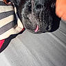 Harley Mae joined the competition — help win amazing prizes! animal, black_dog, close_up, collar, companion, cozy, dog, fur, gray_surface, human_hand, indoor, nose, paw, pet, relaxation, resting, sleeping, snout, striped_fabric, tongue_out