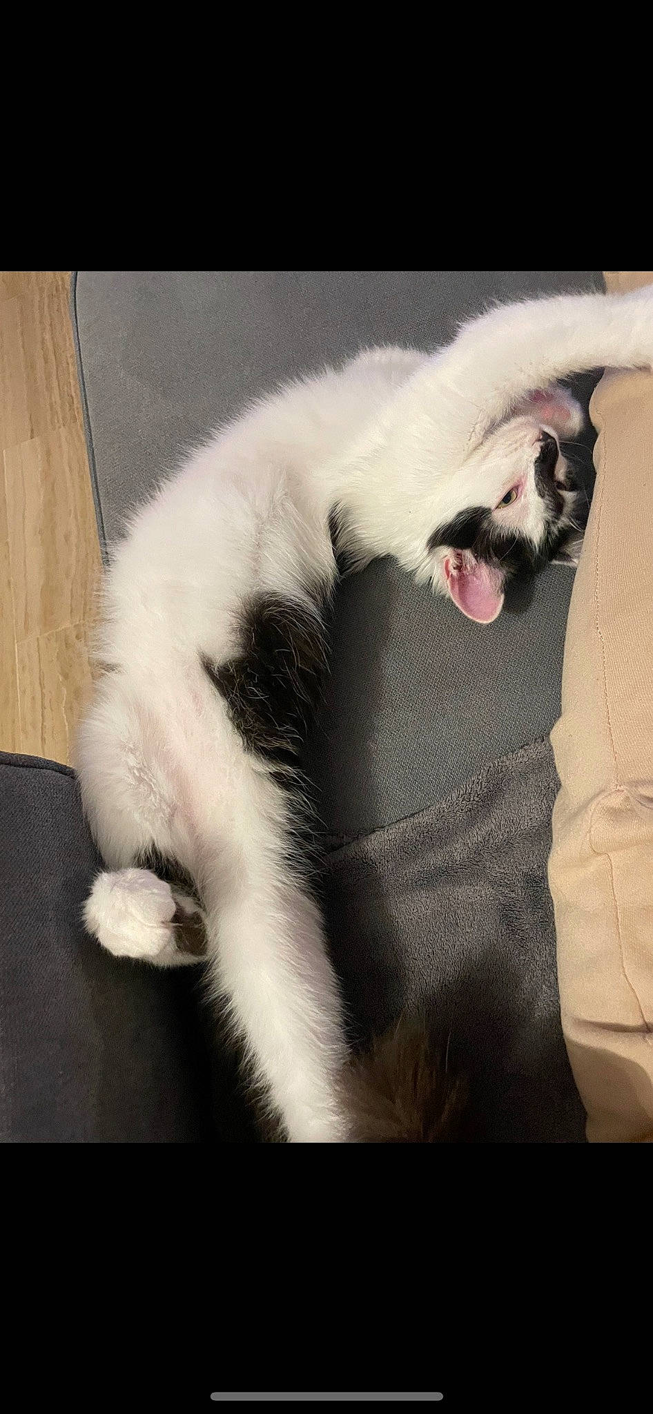 ùba a rejoint le concours — aidez-le/la à gagner de superbes lots ! canidae, carnivore, cat, claw, comfort, companion_dog, dog_breed, domestic_short_haired_cat, ear, fang, felidae, fur, nap, paw, sleep, small_to_medium_sized_cats, sporting_group, tail, whiskers, yawn