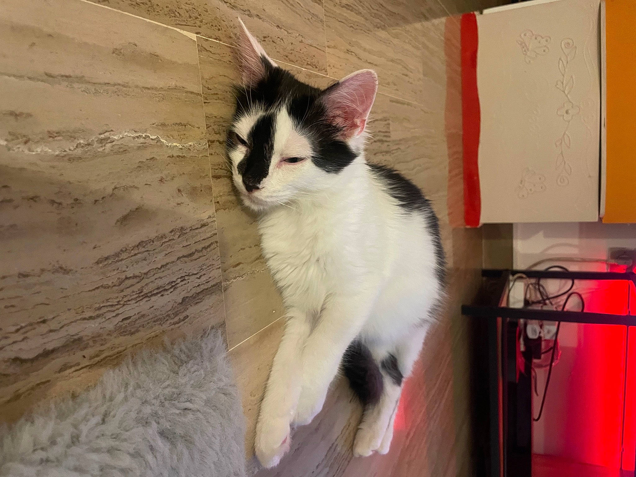 ùba a rejoint le concours — aidez-le/la à gagner de superbes lots ! carnivore, cat, claw, comfort, domestic_short_haired_cat, eye, felidae, flooring, foot, fur, hardwood, paw, sitting, small_to_medium_sized_cats, snout, tail, whiskers, wood