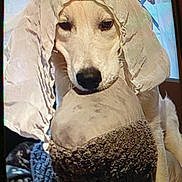 Ony a rejoint le concours — aidez-le/la à gagner de superbes lots ! dog, animal, pet, blanket, cloth, indoors, cozy, portrait, fur, muzzle, face, ears, brown, beige, texture, wrapped, cute, expression, domestic, companion