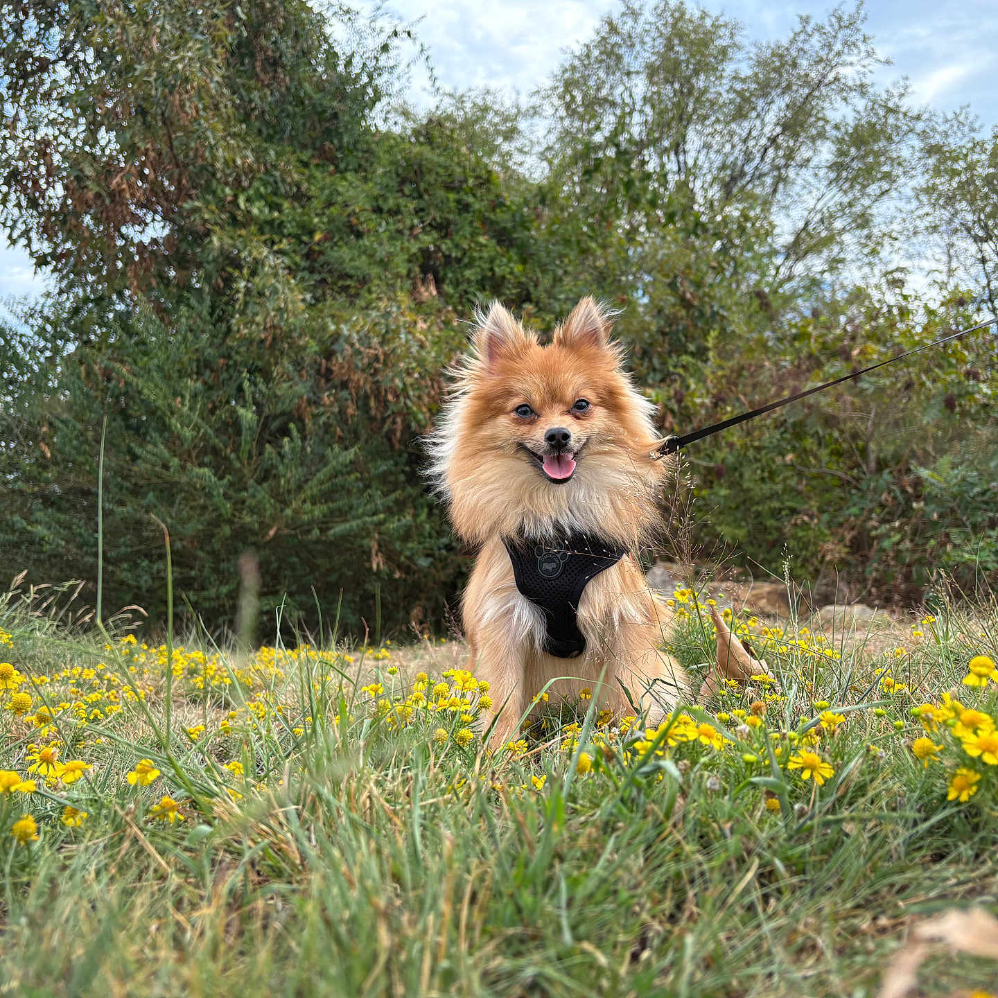 Mochi