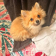Mochi is registered to the contest to win money with this photo: puppy, dog, orange_fur, fluffy, small_dog, portrait, indoors, blanket, towel, bed, cute, adorable, sitting, brown_eyes, black_nose, long_fur, pet, animal, cozy, closeup