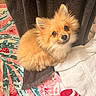 puppy, dog, orange_fur, fluffy, small_dog, portrait, indoors, blanket, towel, bed, cute, adorable, sitting, brown_eyes, black_nose, long_fur, pet, animal, cozy, closeup