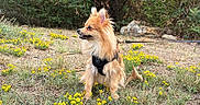Mochi joined the competition — help win amazing prizes! dog, small_dog, fluffy, long_hair, pointed_ears, harness, leash, outdoor, garden, wildflowers, yellow_flowers, grass, trees, foliage, nature, woodland, standing, animal_portrait, daylight, alert
