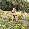 dog, small_dog, fluffy, long_hair, pointed_ears, harness, leash, outdoor, garden, wildflowers, yellow_flowers, grass, trees, foliage, nature, woodland, standing, animal_portrait, daylight, alert