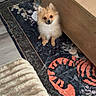 Mochi is registered to the contest to win money with this photo: dog, puppy, pomeranian, fluffy, small_dog, sitting, indoors, living_room, rug, floral_rug, coffee_table, wooden_furniture, blanket, floor, portrait, pet, looking_at_camera, cute, fur, text_overlay