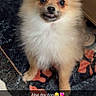 Mochi is registered to the contest to win money with this photo: dog, small_dog, fluffy, pomeranian, cream_colored, long_hair, smiling, teeth, face, portrait, sitting, indoor, blanket, patterned_fabric, floor, furniture, wood, pet, funny, text_overlay