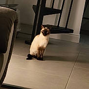 Ange a rejoint le concours — aidez-le/la à gagner de superbes lots ! cat, siamese_cat, pet, animal, indoor, floor, tile_floor, stairs, black_stairs, furniture, couch, shadow, wall, home, domestic_animal, sitting, looking, quiet, room, low_light