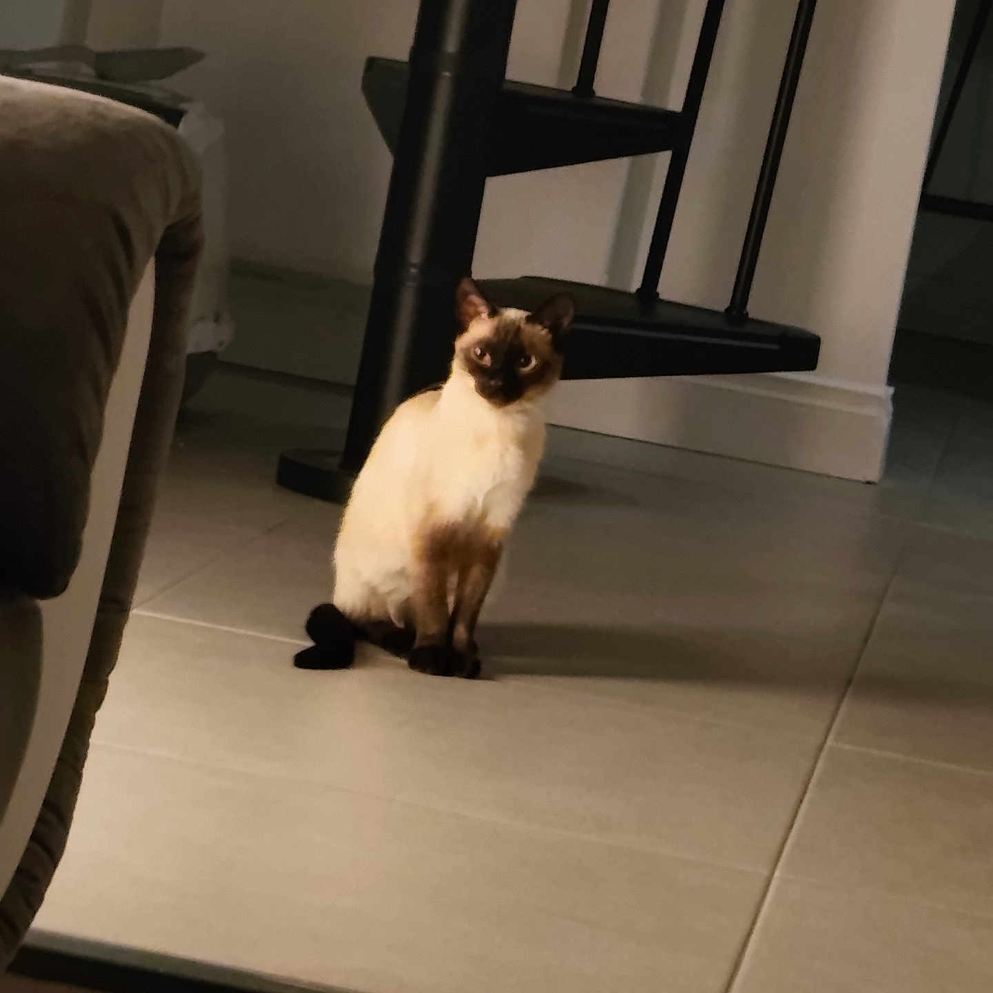 Ange a rejoint le concours — aidez-le/la à gagner de superbes lots ! cat, siamese_cat, pet, animal, indoor, floor, tile_floor, stairs, black_stairs, furniture, couch, shadow, wall, home, domestic_animal, sitting, looking, quiet, room, low_light