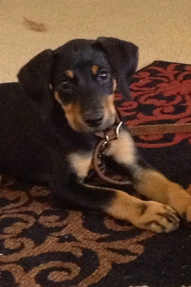 Mele is registered to the contest to win money with this photo: austrian_black_and_tan_hound, canidae, carnivore, comfort, companion_dog, dog, dog_breed, flooring, fur, guard_dog, hunting_dog, snout, sporting_group, terrestrial_animal, toy_dog, whiskers, working_animal, working_dog