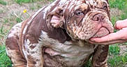 Balou participe au concours pour gagner de l'argent avec cette photo : animal, brown, bulldog, companion, cute, dog, domestic_animal, grass, hand, mammal, marbled_coat, nature, outdoor, pet, portrait, puppy, sitting, white, wrinkles, young