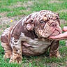 bulldog, puppy, dog, grass, hand, pet, outdoor, animal, cute, wrinkled, brown, white, spotted, sitting, expression, face, ears, young, nature, companion