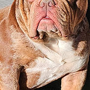 Balou a rejoint le concours — aidez-le/la à gagner de superbes lots ! bulldog, dog, pet, sunlight, outdoor, grass, wrinkles, closed_eyes, relaxed, portrait, brown_fur, white_chest, paw, sitting, cute, animal, canine, companion, friendly, domestic