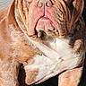 bulldog, dog, pet, sunlight, outdoor, grass, wrinkles, closed_eyes, relaxed, portrait, brown_fur, white_chest, paw, sitting, cute, animal, canine, companion, friendly, domestic