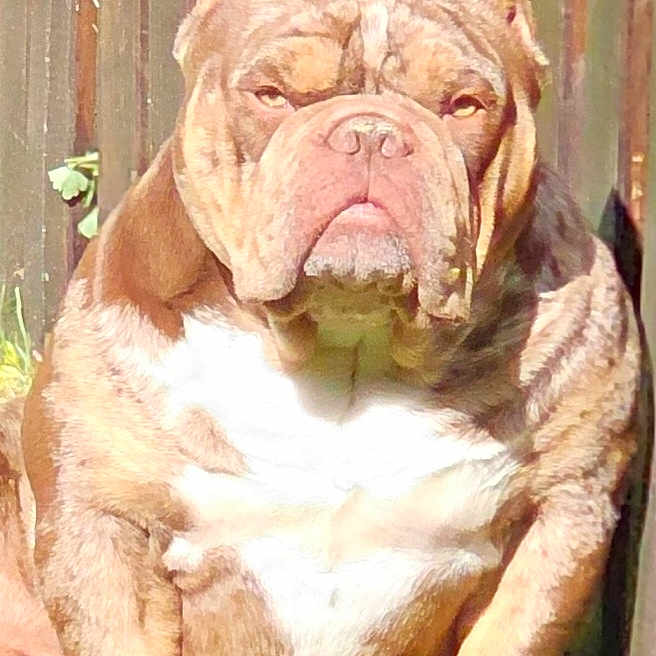 Balou