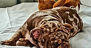 Balou participe au concours pour gagner de l'argent avec cette photo : dog, bulldog, sleeping, bed, white_bedspread, plush_toy, teddy_bear, indoor, resting, cozy, pet, animal, fur, snout, ears, wrinkles, relaxation, domestic, cute, companion