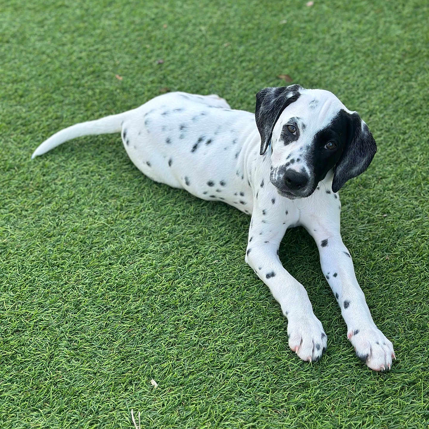 Duke joined the competition — help win amazing prizes! puppy, dog, spot, black_and_white, grass, outdoor, pet, lying_down, young, animal, cute, canine, fur, nature, playful, portrait, looking, ears, whiskers, tail