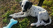 Duke joined the competition — help win amazing prizes! puppy, dog, black_and_white, spotted, grass, dirt, toy, bone, outdoor, sunlight, pet, animal, cute, young, laying, relaxed, nature, playful, canine, summer