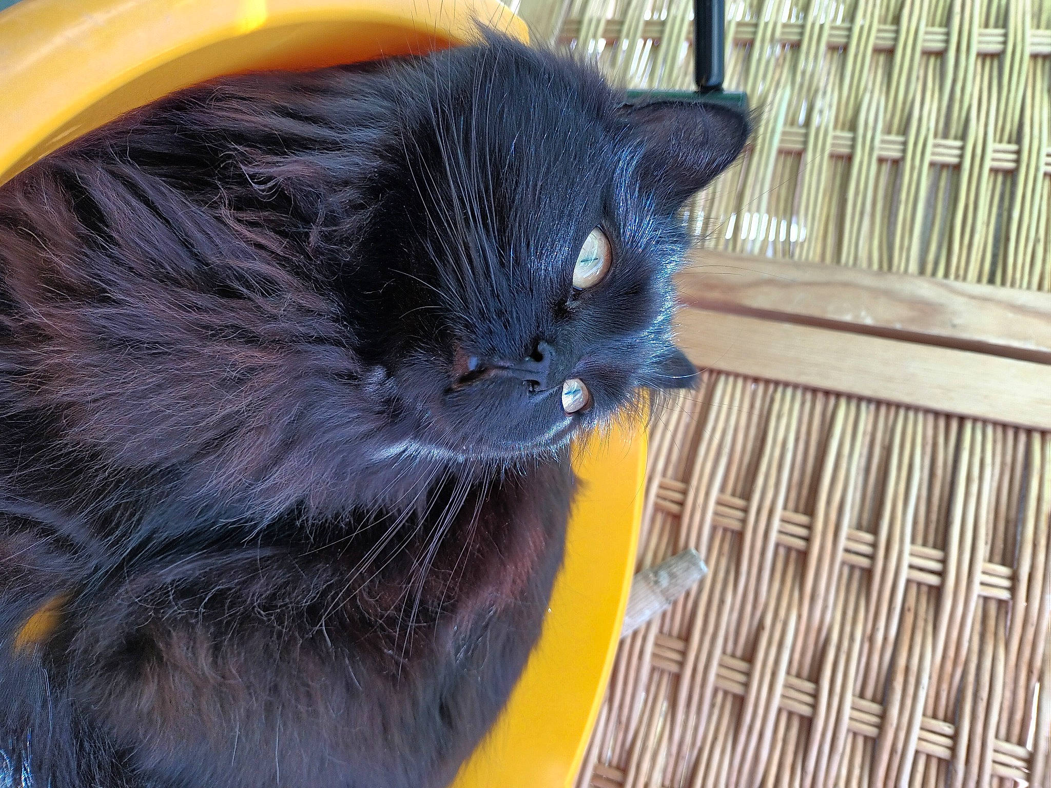 Marley a rejoint le concours — aidez-le/la à gagner de superbes lots ! animal_shelter, automotive_tire, black_cat, cage, carnivore, cat, domestic_short_haired_cat, electric_blue, eye, felidae, fur, grey, mammal, pet_supply, small_to_medium_sized_cats, snout, tail, terrestrial_animal, vertebrate, whiskers